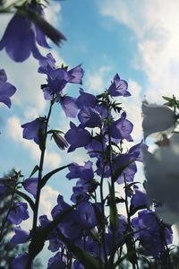 Low angle view of purple flowering plants against sky