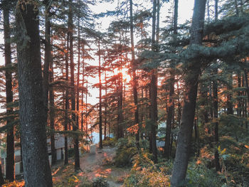 Trees in forest against sky