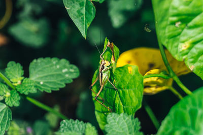 Close-up of butterfly on leaves