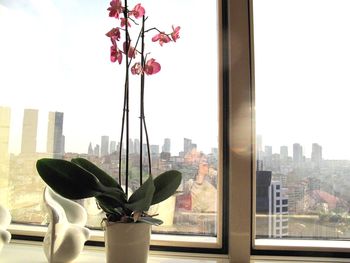 Close-up of flowering plant by window against buildings