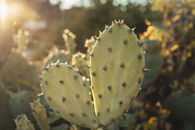 Cactus prickly pear close up in evening sun golden hour tropical plant opuntia botanical background 