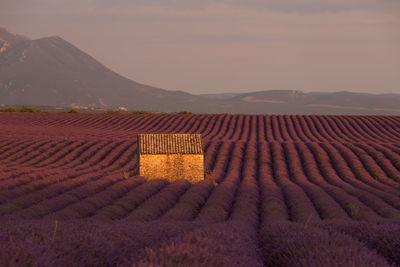 Scenic view of field against mountains during sunset