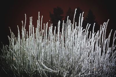 Close-up of plants against sky at night
