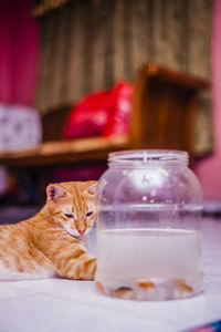 Cat looking at fish in glass jar