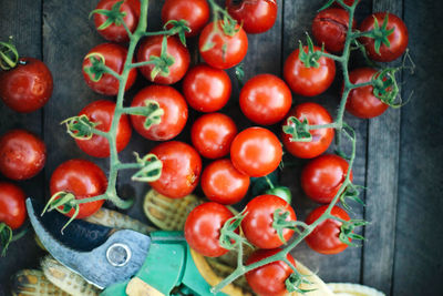 High angle view of cherries tomatoes