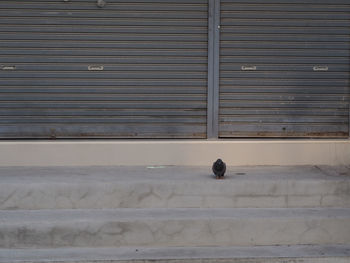 View of bird on closed shutter