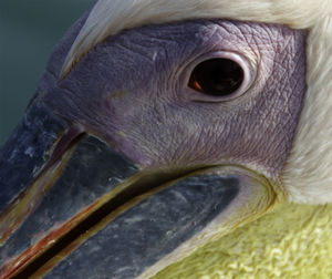 Close-up portrait of owl