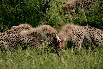 cheetah