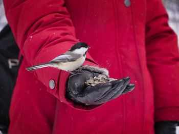 A friendly chickadee lands on a woman's hand to grab some sunflower seeds.