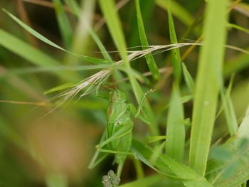 Close-up of insect on grass