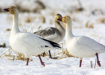 Ducks on snow covered land