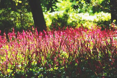 Close-up of plants against trees