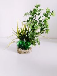 Close-up of plant against white background