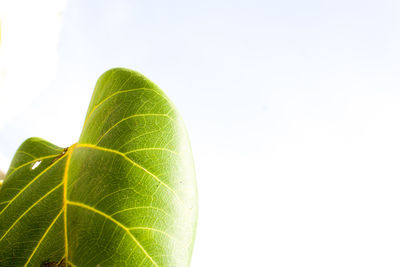 Close-up of plant against clear sky