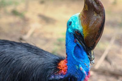 Close-up of peacock