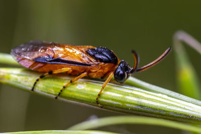 Close-up of insect on leaf