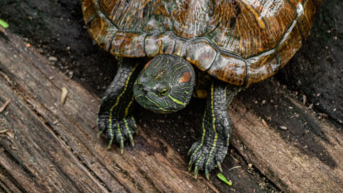 High angle view of shell on wood