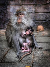 Monkey feeding infant