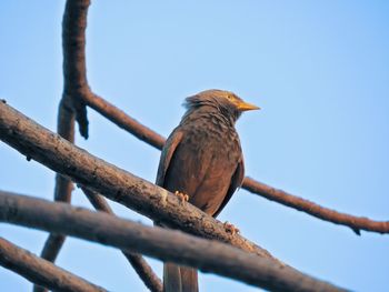 Low angle view of bird perching on tree against sky