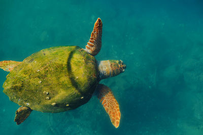 Adult green sea turtle with shell overgrown with algae. turtle - caretta caretta selective 