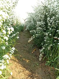 Close-up of flowering plants on land