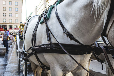 View of horse on street in city