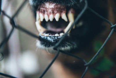 Close-up of dog braking seen from chainlink fence