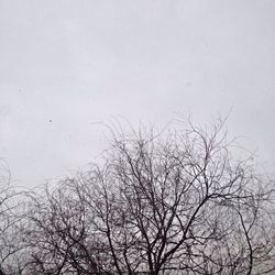 Low angle view of bare trees