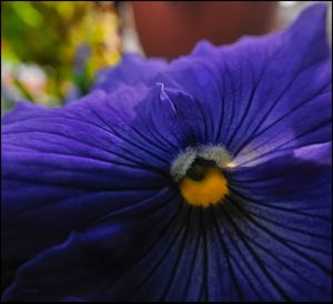 Close-up of passion flower