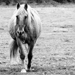 View of horse running on field