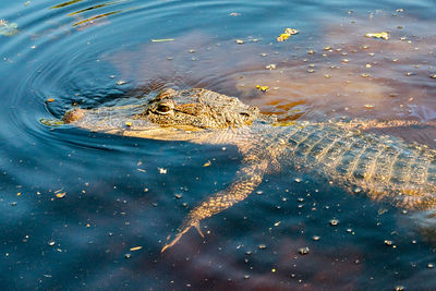 High angle view of crocodile swimming in water