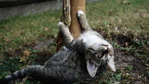 Close-up of a cat looking away