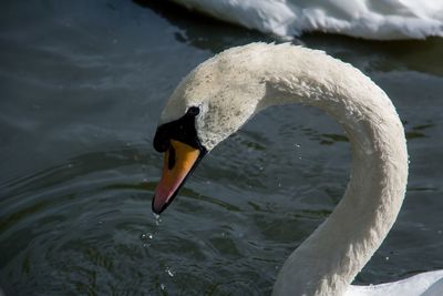 Close-up of swan swimming on lake