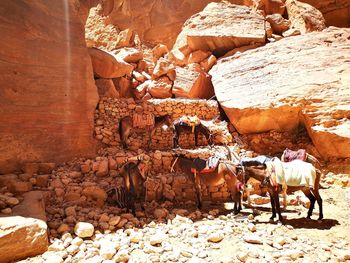 Donkeys resting in the shadows in petra, jordan 