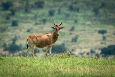 Deer in a field