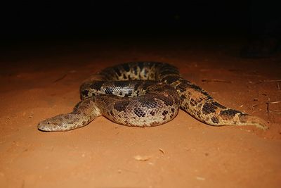 Close-up of turtle