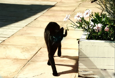 Portrait of cat by flowers on sidewalk