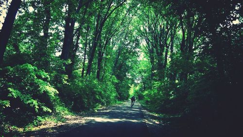 Dirt road passing through forest