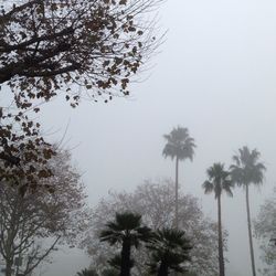 Low angle view of palm trees