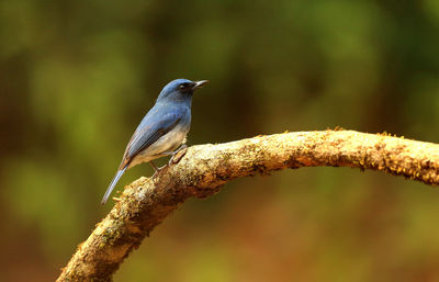 Close-up of bird perching on branch