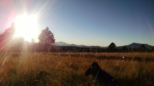 View of field against sky during sunset