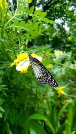 Butterfly perching on yellow flower