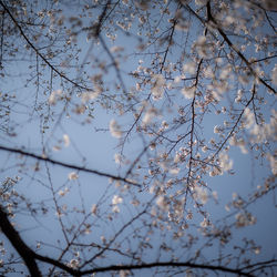 Low angle view of cherry blossoms against sky