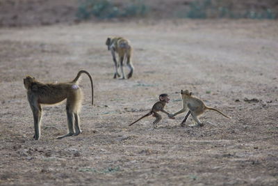 Monkeys and infants on field