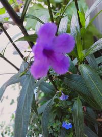 Close-up of purple flowering plant