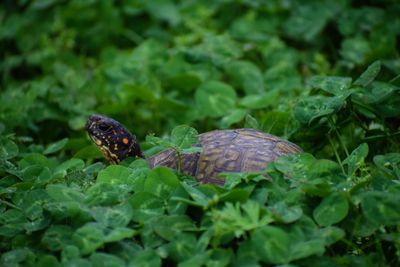 Close-up of turtle in clover