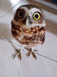 Close-up portrait of owl