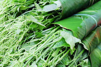 Full frame shot of green leaves