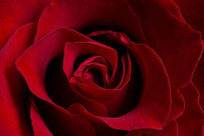 Close-up of red rose