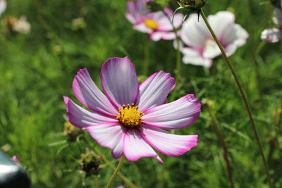 Close-up of pink cosmos flower